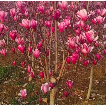 遼寧沈陽本地玉蘭花玉蘭花樹苗圃