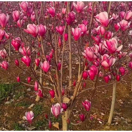 辽宁辽阳耐寒玉兰花玉兰花树