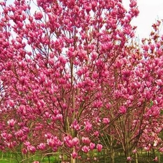 盘锦求购玉兰花玉兰花树苗圃