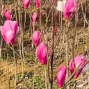 大連旅順哪里有賣玉蘭花樹黃玉蘭