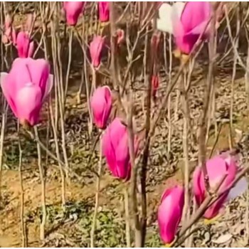 長海玉蘭花樹