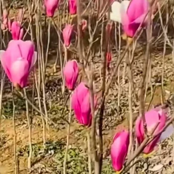 朝陽(yáng)求購(gòu)玉蘭花樹(shù)苗玉蘭樹(shù)苗