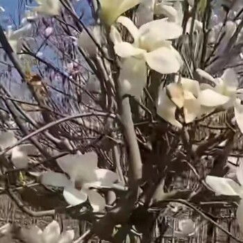 朝陽(yáng)出售6公分玉蘭花紫玉蘭