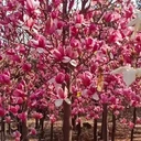 大連長(zhǎng)海哪里有便宜玉蘭花樹(shù)玉蘭花苗