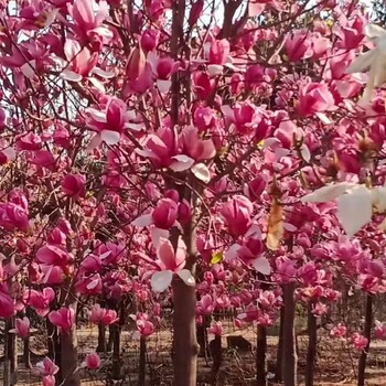 本地玉蘭花樹