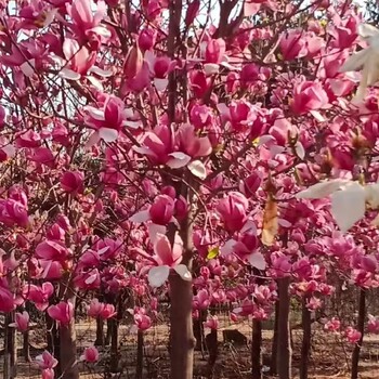 大连旅顺出售玉兰花树紫玉兰