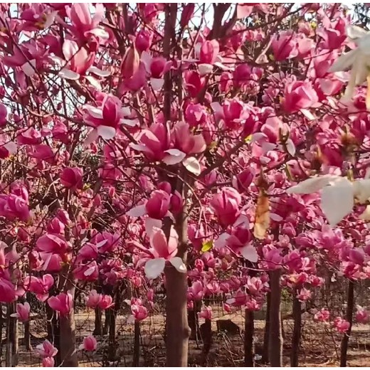 辽宁朝阳哪里有便宜玉兰花紫玉兰