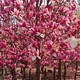 玉蘭花樹(shù)玉蘭花圖