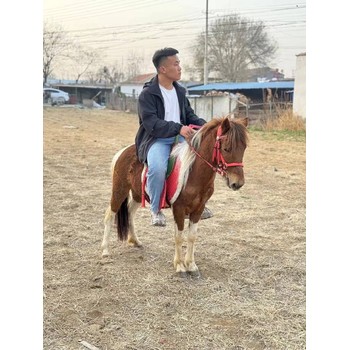 江西農家樂矮馬養殖價格