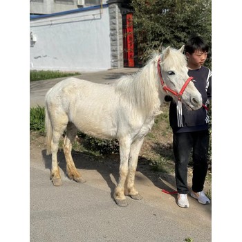 天津矮馬養(yǎng)殖,矮馬出售