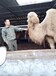 北京動(dòng)物園觀賞駱駝養(yǎng)殖方法,觀賞駱駝出售