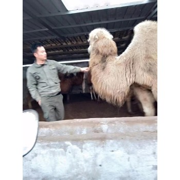 河南景區(qū)觀賞駱駝養(yǎng)殖價格,觀賞駱駝出售