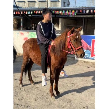 江西農家樂矮馬養殖價格
