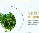 德宏长期食用元宝枫籽油的好处图片