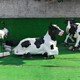 熱門奶牛雕塑圖