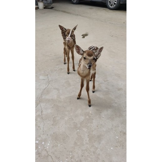 贵州农场梅花鹿养殖