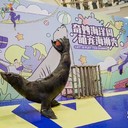 觀賞海洋展美人魚表演互動性強(qiáng)