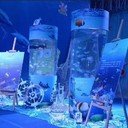 演出一对一定制海洋生物展海狮杂技演艺