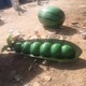 水果蔬菜雕塑制作廠圖