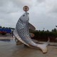 玻璃鋼金魚(yú)雕塑圖