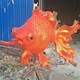 玻璃鋼金魚雕塑圖