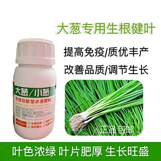 小蔥玉溪大蔥小蔥葉面肥預防干尖