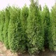 湖北十堰出售2米蜀檜產(chǎn)地報價2米檜柏價格產(chǎn)品圖