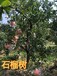 成都5-6-7-8公分石榴樹產地報價10公分石榴樹批發價格