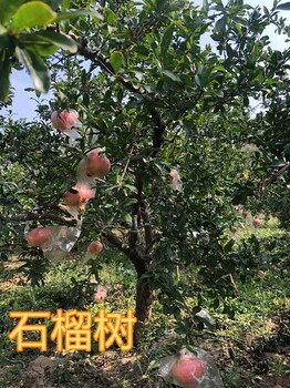 昭通5-6-7-8公分石榴樹(shù)產(chǎn)地報(bào)價(jià)10公分石榴樹(shù)批發(fā)價(jià)格