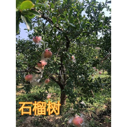 宣武5-6-7-8公分石榴樹產地報價10公分石榴樹批發價格