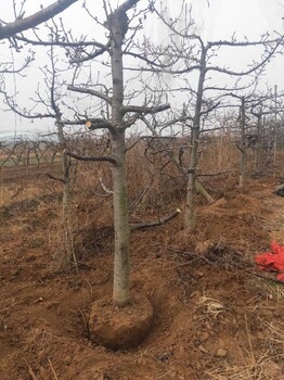 云南麗江8-10公分櫻桃樹產地報價