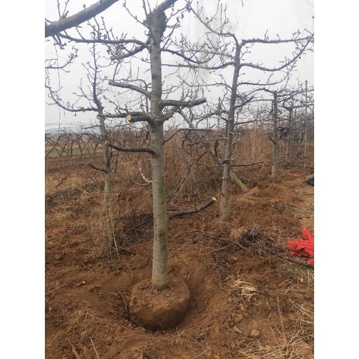 開縣8-10公分櫻桃樹產地報價