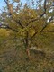 天門8公分石榴樹圖
