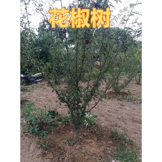 南開3公分5公分8公分花椒樹產(chǎn)地報(bào)價(jià)