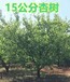 青浦12-15公分杏樹產(chǎn)地報(bào)價(jià)