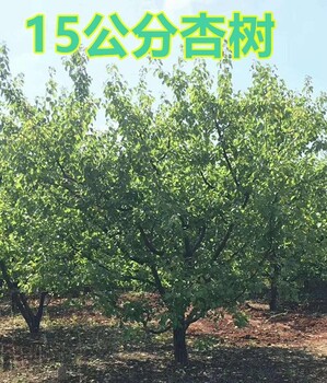 鄭州12-15公分杏樹產(chǎn)地報價