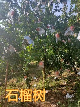 呼和浩特8-10公分石榴樹產(chǎn)地報(bào)價(jià)