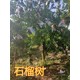 河南洛陽8-10公分石榴樹產(chǎn)地報(bào)價(jià)產(chǎn)品圖