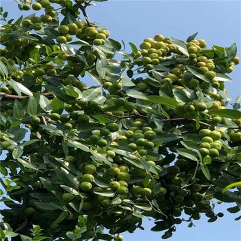 青海玉樹(shù)出售雙仁酸棗苗產(chǎn)地報(bào)價(jià)