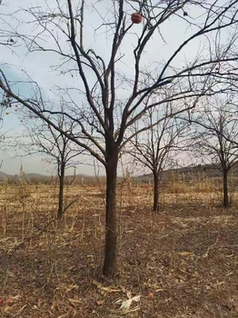 天津河西8公分柿子樹產(chǎn)地報價