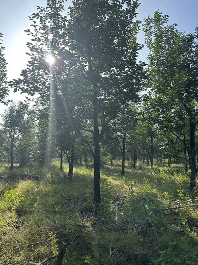 璧山15-18-20公分柿子樹產(chǎn)地報價