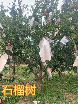 新疆阿克蘇5公分到8公分石榴樹產(chǎn)地報(bào)價(jià)