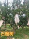8公分石榴樹產地報價圖