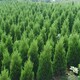 2米檜柏價格圖