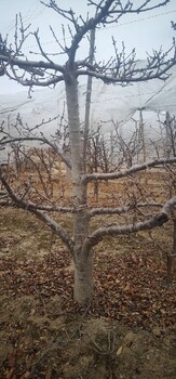 天津紅橋8-10公分櫻桃樹產(chǎn)地報價