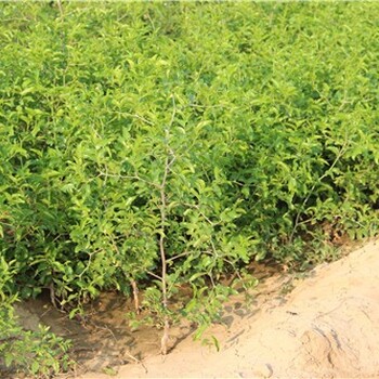 青海玉樹(shù)出售雙仁酸棗苗產(chǎn)地報(bào)價(jià)