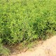 合川出售雙仁酸棗苗產地報價圖