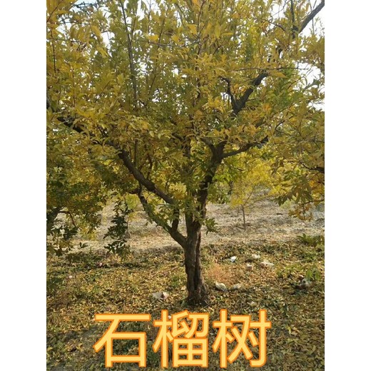嘉興8-10公分石榴樹產(chǎn)地報(bào)價(jià)