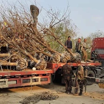天津河西8公分柿子樹產(chǎn)地報價
