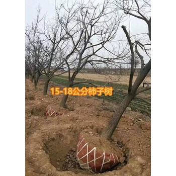 宁夏吴忠8公分12-15柿子树产地报价